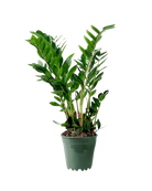 The ZZ Plant 6 Inch - Potted features glossy, oval green leaves on upright stems in a small green plastic pot—ideal indoor foliage that helps filter pollutants, shown against a white background.
