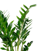 A close-up of the ZZ Plant 6 Inch - Potted, an ideal indoor plant with thick, upright stems and glossy, oval green leaves, shown against a white background.