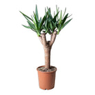 Yucca Stump 7.5 Inch Pot - Chive Plant Studio - Plants - Chive Studio 2024