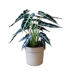 Alocasia Polly Bambino 7 Inch Pot - Chive Plant Studio - Plants - Chive Studio 2024