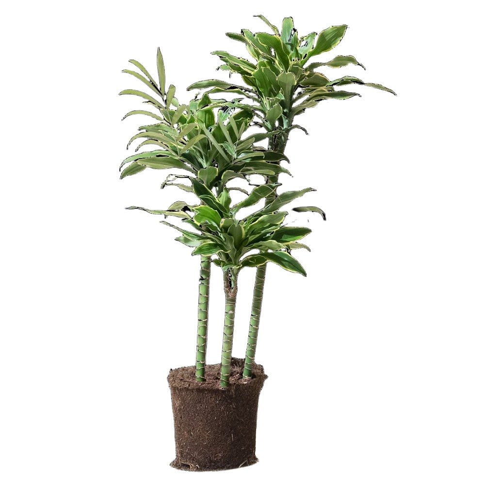 Dracaena Dorado Cane 7 Inch Pot - Chive Plant Studio - Plants - Chive Studio 2024