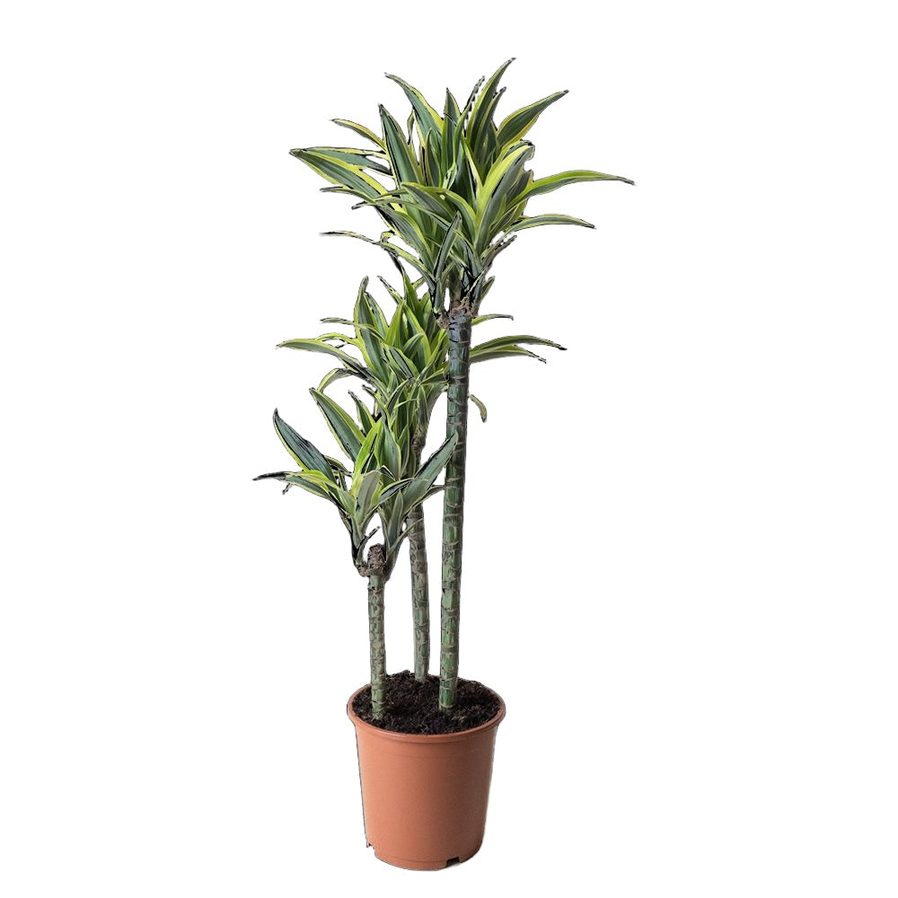 Dracaena Lemon Lime 7 Inch Pot - Chive Plant Studio - Plants - Chive Studio 2024