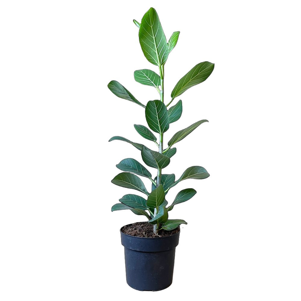 Ficus Audrey 7 Inch Pot - Chive Plant Studio - Plants - Chive Studio 2024