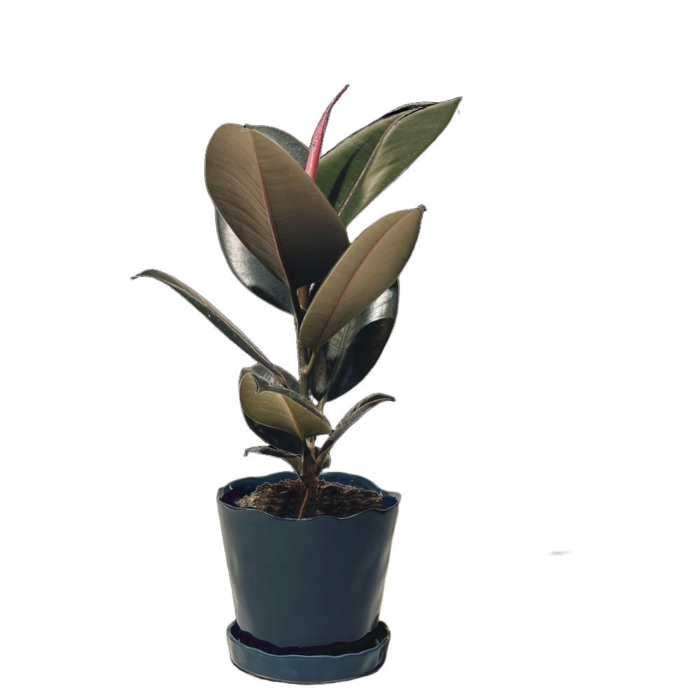 Ficus Elastica Burgundy 7 Inch Pot - Chive Plant Studio - Plants - Chive Studio 2024