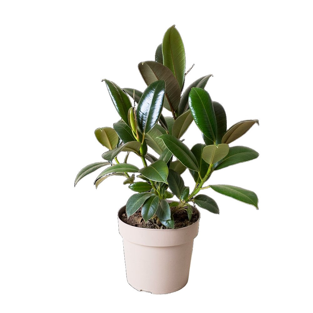 Ficus Elastica Melany 7 Inch Pot - Chive Plant Studio - Plants - Chive Studio 2024