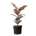 Ficus Elastica Ruby 7 Inch Pot - Chive Plant Studio - Plants - Chive Studio 2024