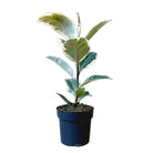 Ficus Elastica Tineke 7 Inch Pot - Chive Plant Studio - Plants - Chive Studio 2024