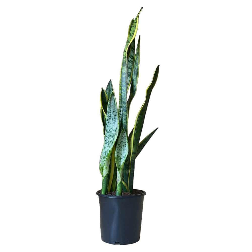 Snake Plant Laurentii 7 Inch Pot - Chive Plant Studio - Plants - Chive Studio 2024