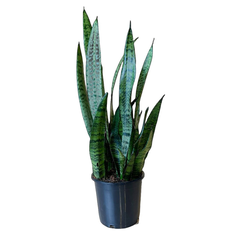 Snake Plant Zeylanica 7 Inch Pot - Chive Plant Studio - Plants - Chive Studio 2024