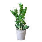 ZZ Plant 7 Inch Pot - Chive Plant Studio - Plants - Chive Studio 2024