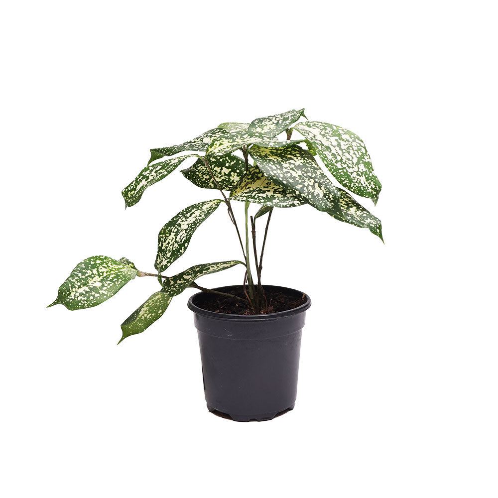 A Dracaena Florida Beauty 4 Inches with large green leaves covered in white speckles. The plant is a Chive Studio Canada product, placed in a black plastic pot on a white background.