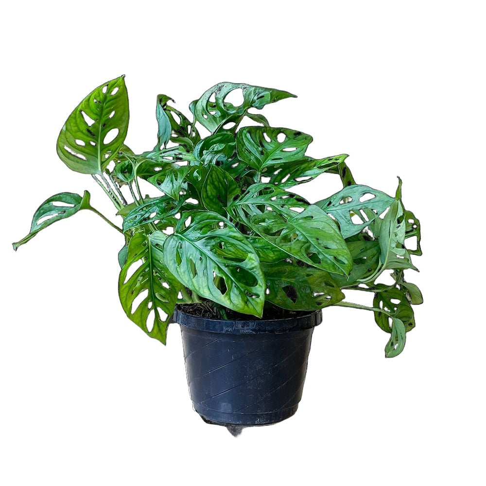 Monstera Deliciosa 8” inch pot on sale