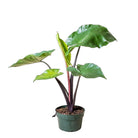 Alocasia Dark Star 8 Inch Pot - Chive Plant Studio - Plants - Chive Studio 2024