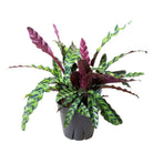 Calathea Lancifolia 8 Inch Pot - Chive Plant Studio - Plants - Chive Studio 2024