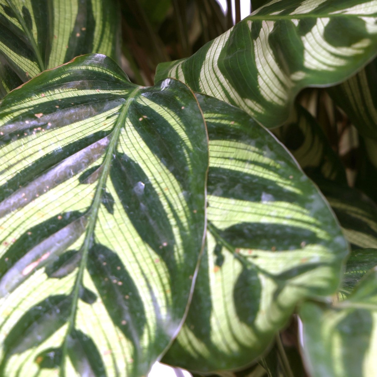 Calathea Makoyana 8 Inches - Chive Plant Studio - Plants - Chive Studio Canada