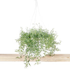 String of Dolphins 8 Inch Pot - Chive Plant Studio - Plants - Chive Studio 2024