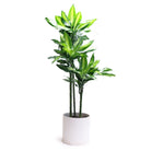 Potted Dracaena Cintho Cane 8" in Dojo - Chive Plant Studio - Potted Plants - Chive Studio 2024