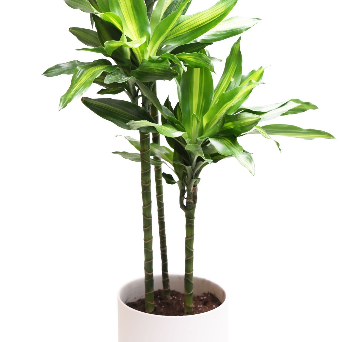 Potted Dracaena Cintho Cane 8" in Dojo - Chive Plant Studio - Potted Plants - Chive Studio 2024