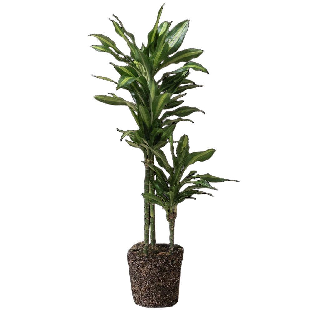 Dracaena Cintho Cane 8 Inch Pot - Chive Plant Studio - Plants - Chive Studio 2024