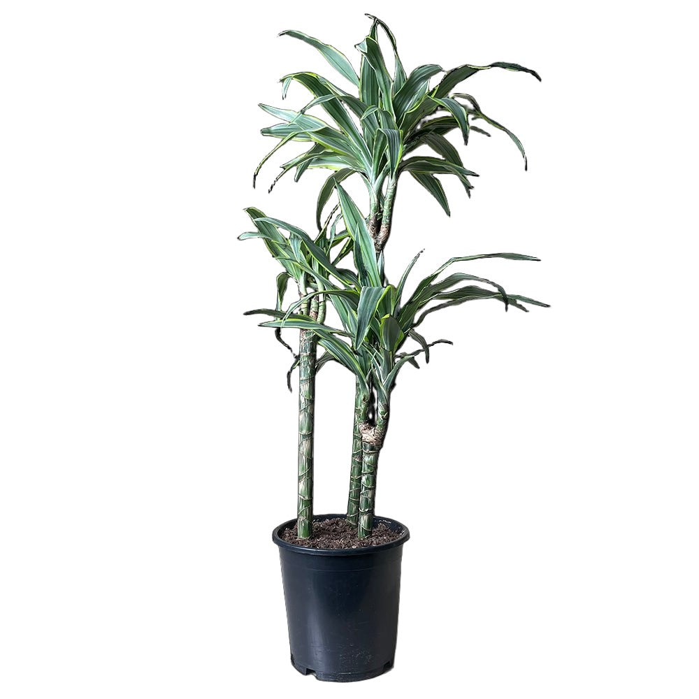 Dracaena Costa Rica Cane 8 Inch Pot - Chive Plant Studio - Plants - Chive Studio 2024