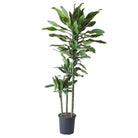 Dracaena Golden Coast Cane 8 Inch Pot - Chive Plant Studio - Plants - Chive Studio 2024