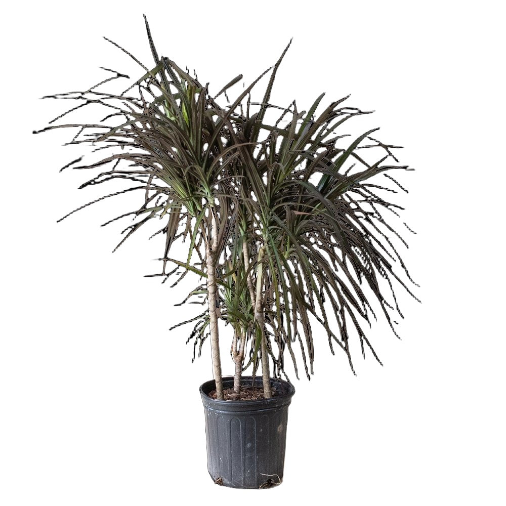 Dracaena Marginata Magenta 8 Inch Pot - Chive Plant Studio - Plants - Chive Studio 2024