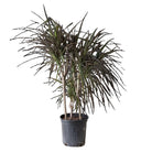 Dracaena Marginata Magenta 8 Inch Pot - Chive Plant Studio - Plants - Chive Studio 2024