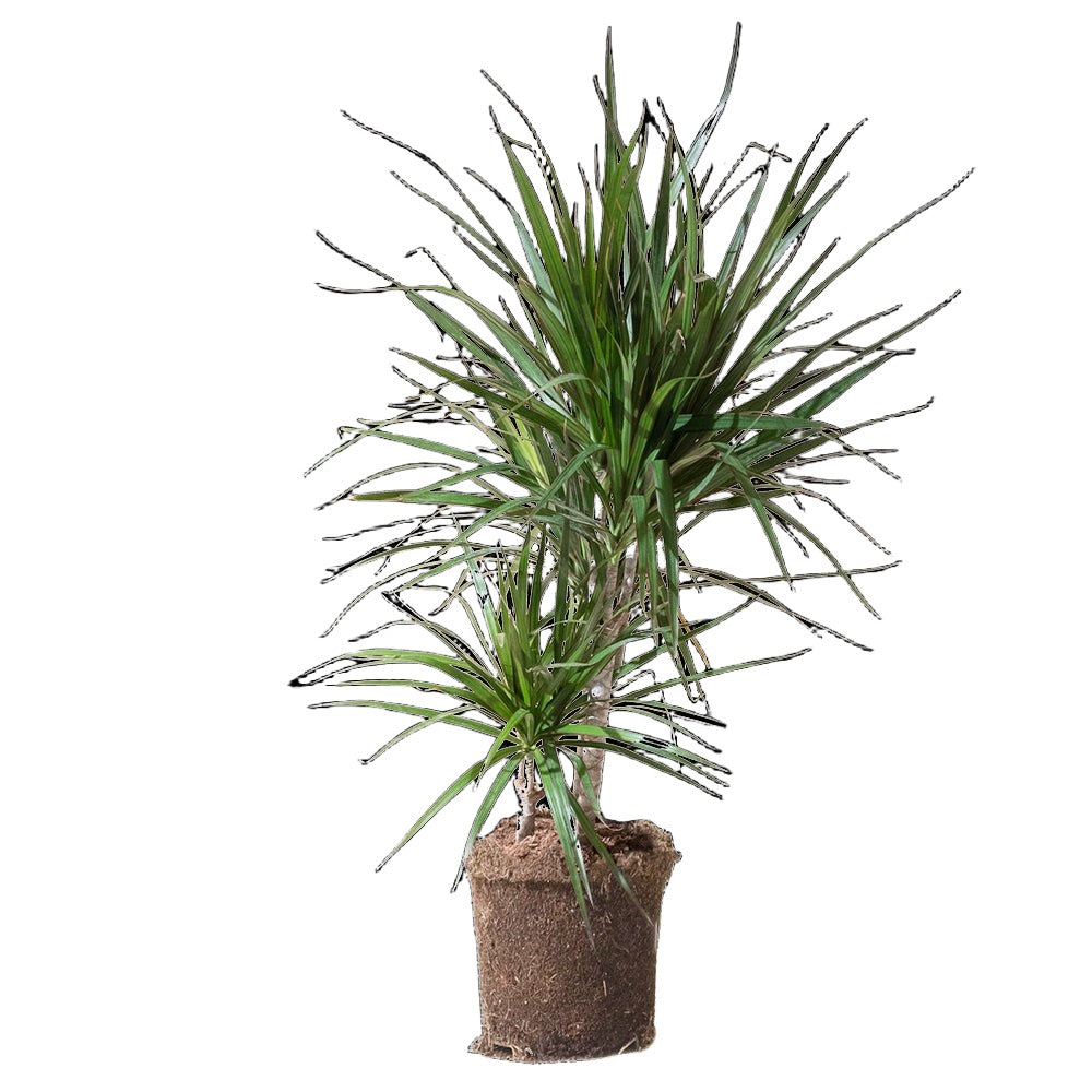 Dracaena Marginata 8 Inch Pot - Chive Plant Studio - Plants - Chive Studio 2024