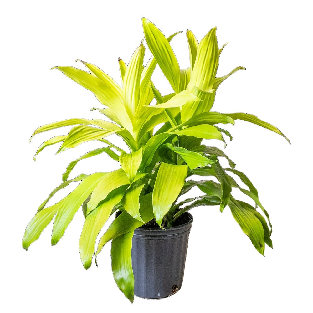 Dracaena Limelight 8 Inch Pot - Chive Plant Studio - Plants - Chive Studio 2024