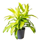 Dracaena Limelight 8 Inch Pot - Chive Plant Studio - Plants - Chive Studio 2024