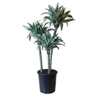 Dracaena Warneckii Green And White 8 Inch Pot - Chive Plant Studio - Plants - Chive Studio 2024