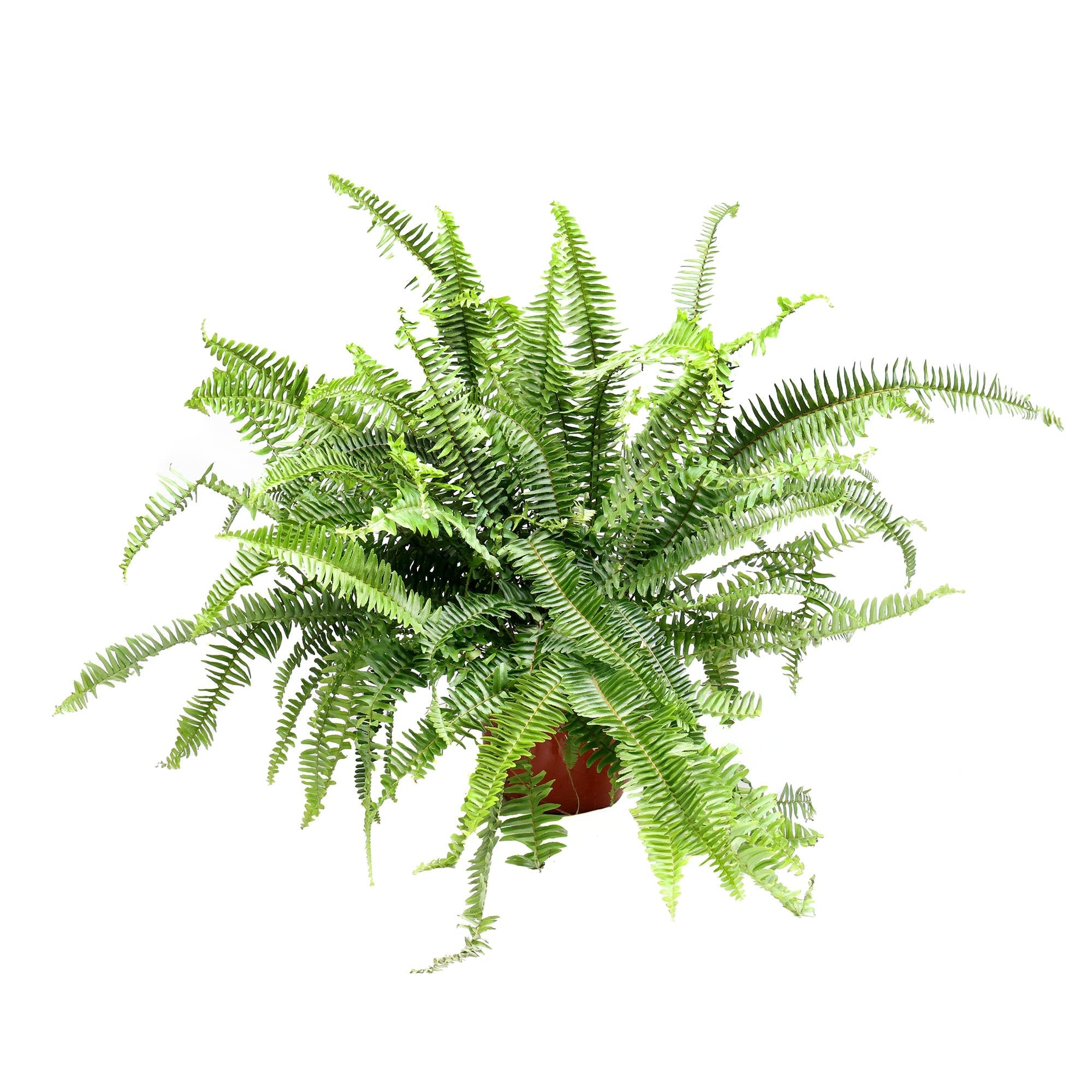 A lush Kimberly Queen Fern 8 Inch Pot with numerous green fronds extending outward, perfect for indoor gardening, potted in a simple, small red pot from Chive Studio 2024, displayed against a plain white background.