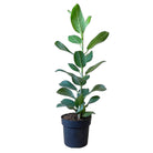 Ficus Audrey 8 Inch Pot - Chive Plant Studio - Plants - Chive Studio 2024