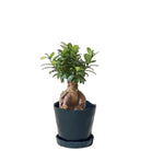 Ficus Ginseng Bonsai 8 Inch Pot - Chive Plant Studio - Plants - Chive Studio 2024