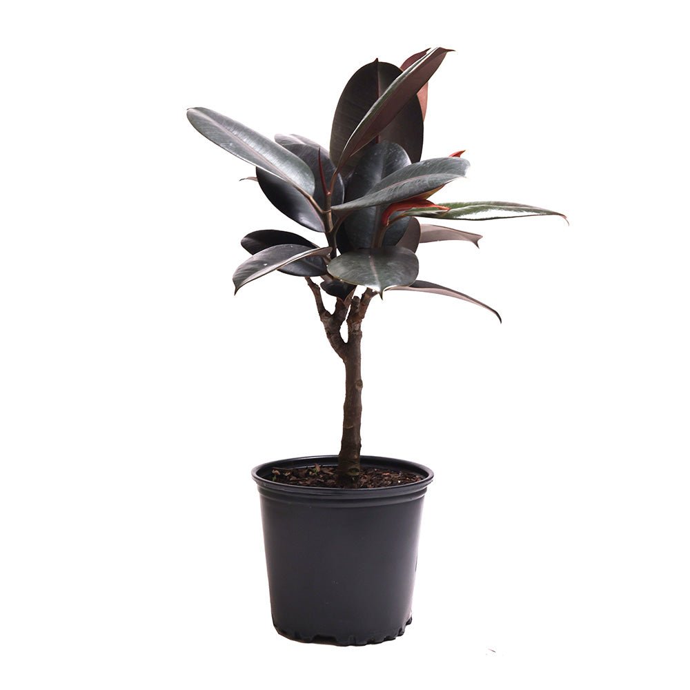 Ficus Burgundy Std 8 Inches - Chive Plant Studio - Chive Plant Studio