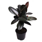 Ficus Burgundy Std 8 Inches - Chive Plant Studio - Chive Plant Studio