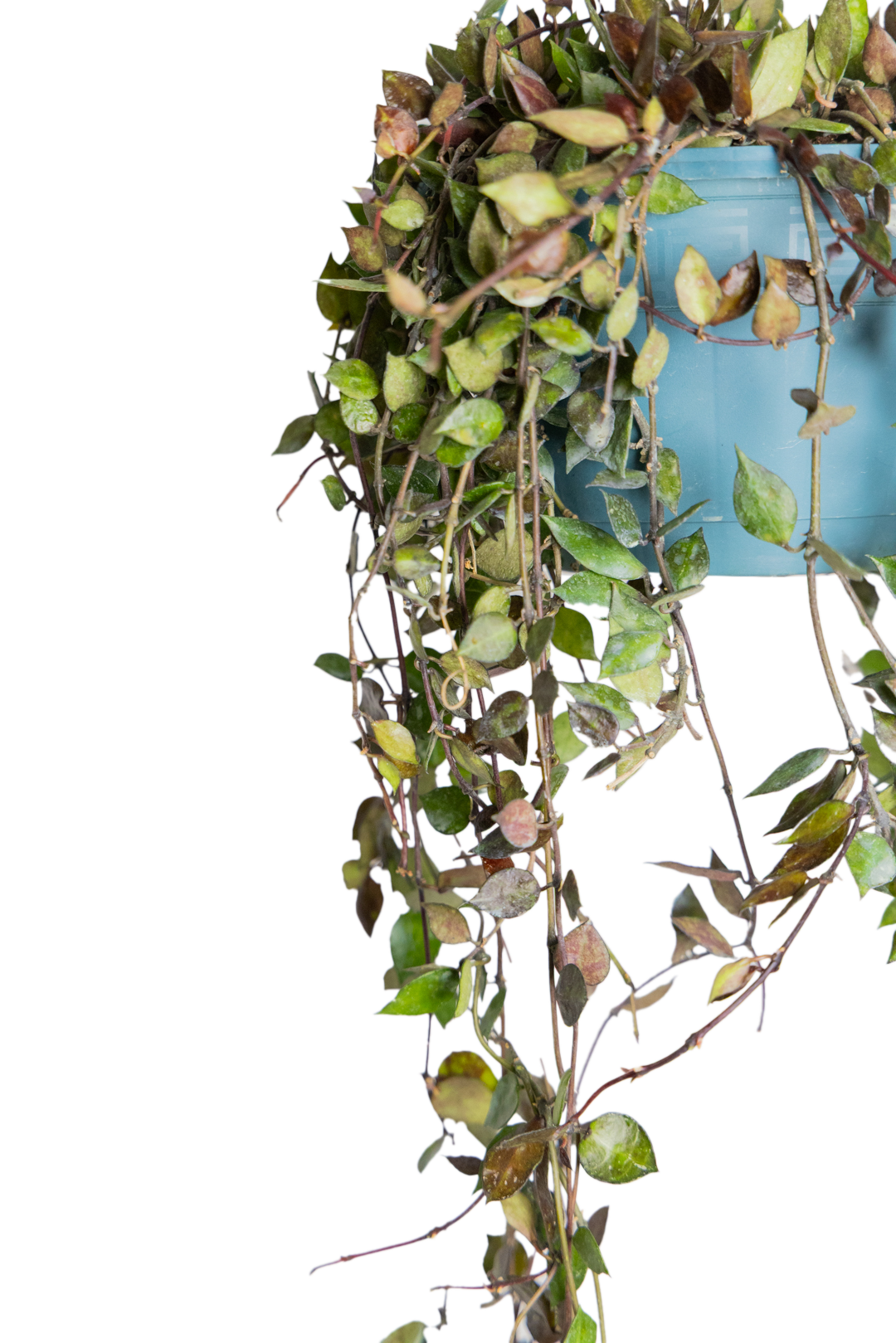 A close-up of a Hoya Krohniana 8 Inch - Potted shows its green and brown leaves in a blue hanging pot against a light background, with some wilted or dry leaves highlighting the challenges of indoor gardening.