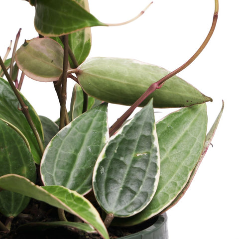 Chive - Designers of Simple Modern Floral Vases & Terrariums – Chive ...