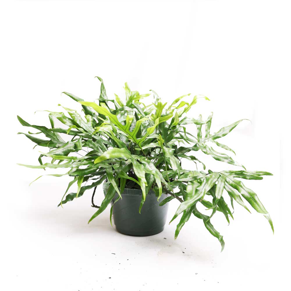 Kangaroo Paw Fern 8 Inches - Chive Plant Studio - Plants - Chive Studio 2024