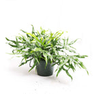 Kangaroo Paw Fern 8 Inches - Chive Plant Studio - Plants - Chive Studio 2024