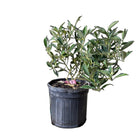 Kumquat Tree 8 Inch Pot - Chive Plant Studio - Plants - Chive Studio 2024