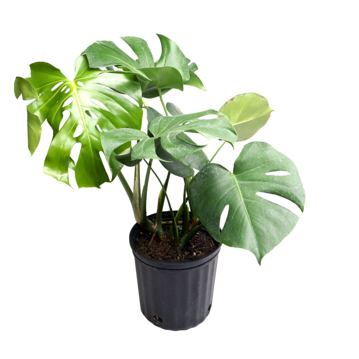 Monstera Deliciosa 8 inches - Chive Plant Studio - Plants - Chive Studio 2024