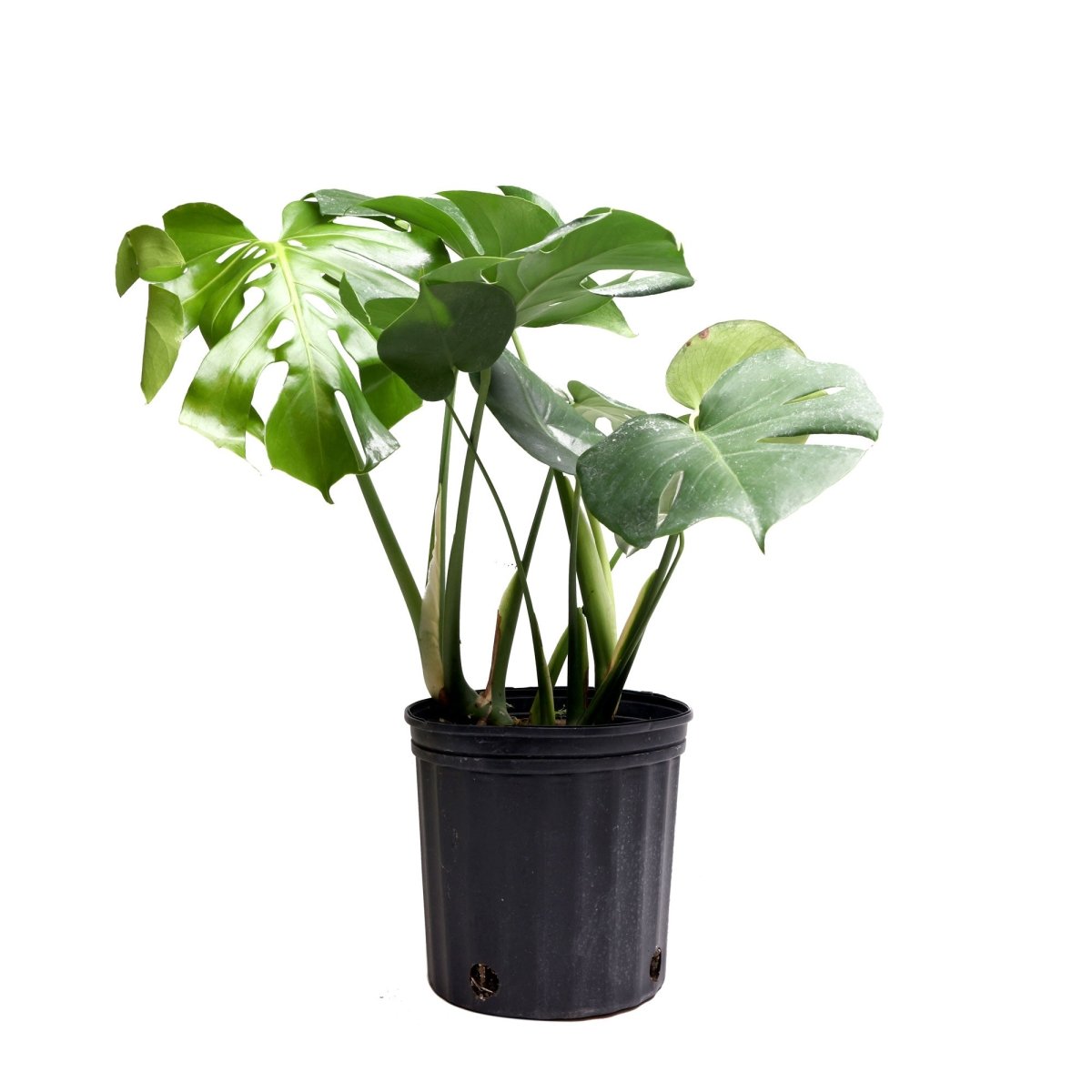 Monstera Deliciosa 8 inches - Chive Plant Studio - Plants - Chive Studio 2024