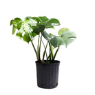 Monstera Deliciosa 8 inches - Chive Plant Studio - Plants - Chive Studio 2024