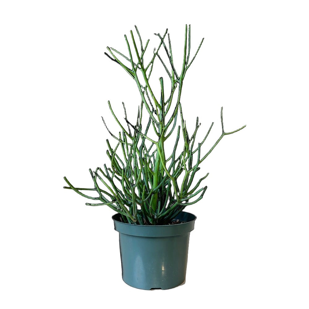 Pencil Cactus 8 Inch Pot - Chive Plant Studio - Plants - Chive Studio 2024