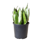 Snake Plant Night Owl 8 Inch Pot - Chive Plant Studio - Plants - Chive Studio 2024