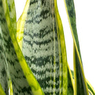 Close-up of the leaves of the Snake Plant Laurentii in an 8-inch pot, an excellent air-purifying indoor plant. The leaves are tall, pointed, and feature a mix of dark green with black horizontal striping and bright yellow edges. The texture is smooth, and the striped pattern stands out against a white background.