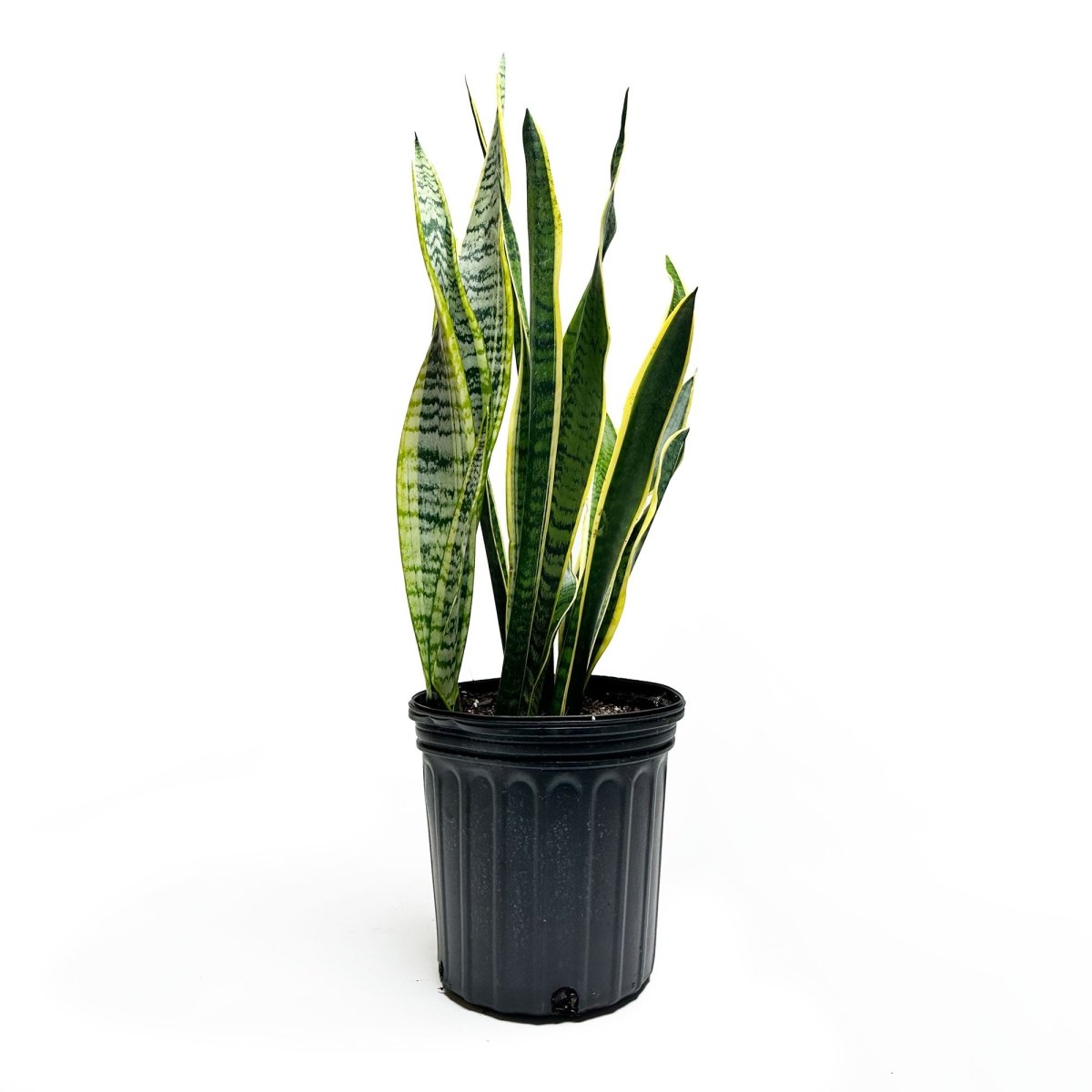 Snake Plant Laurentii 8 Inch Pot - Chive Plant Studio - Plants - Chive Studio 2024