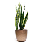 The Snake Plant Laurentii, an 8-inch potted indoor plant known for its air-purifying qualities, features tall, upright green leaves edged in yellow. It is showcased in a smooth, bronze-colored pot against a plain white background.