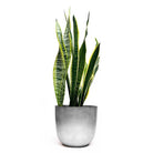 A tall, green Snake Plant Laurentii with striped leaves and light yellow edges is potted in a sleek, silver-colored 8-inch planter against a plain white background. This air-purifying indoor plant not only enhances your decor but also improves air quality.